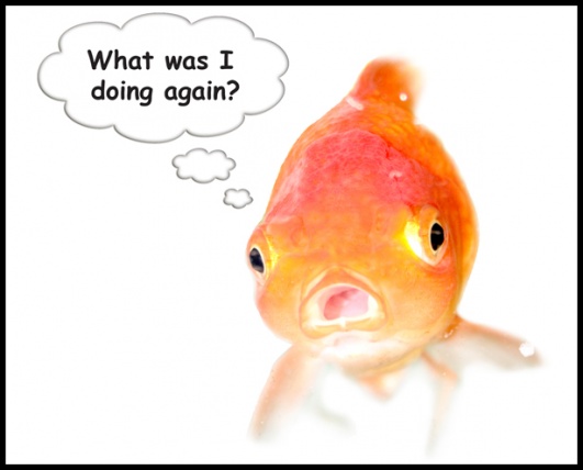 Attention span of a goldfish.